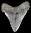 Juvenile Megalodon Tooth - Georgia #61612-1